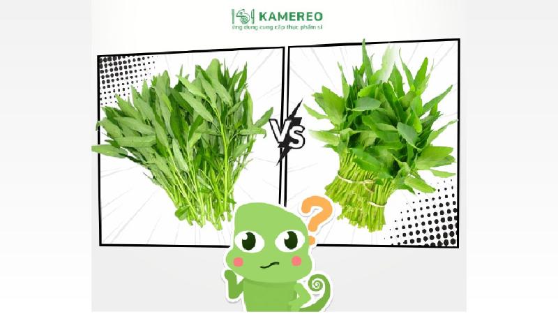 So sánh chi tiết về hình thái và đặc điểm nhận dạng giữa rau muống nước và rau muống cạn, giúp phân biệt dễ dàng